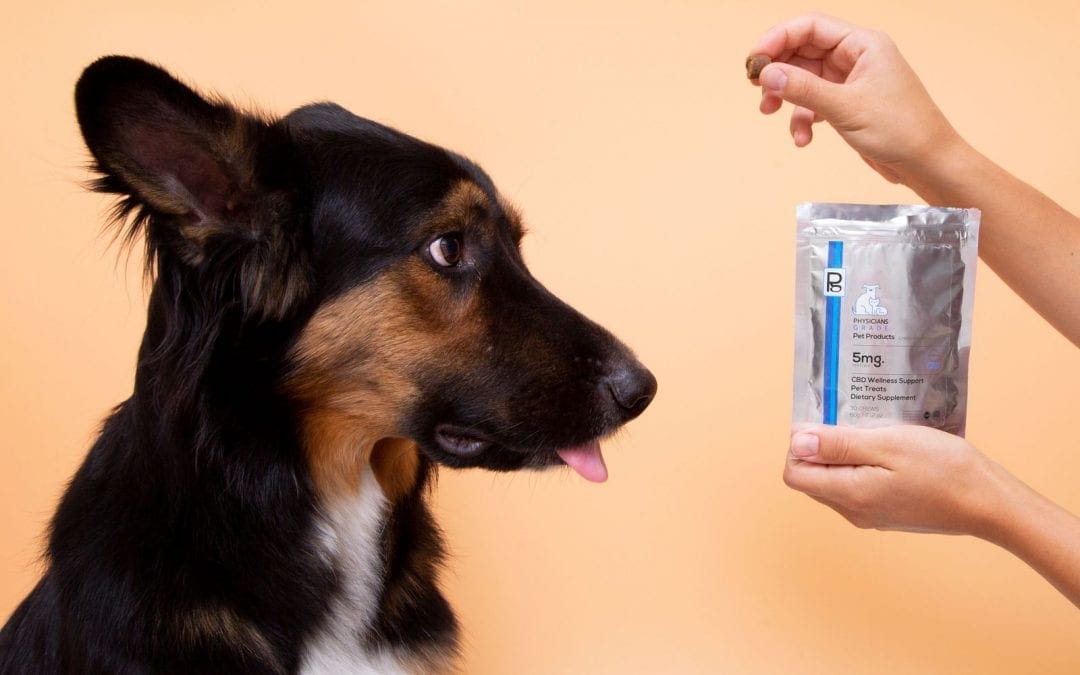 How CBD Can Combat Pet Anxiety